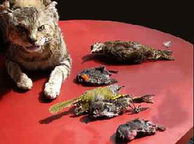 TNR for Feral Cats is Horribly Cruel and Only Makes People Feel Better