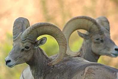 Federal Court in Arizona Rules for Sportsmen and Conservationists