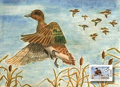 junior-duck-stamp-American-widgeon-by-Olivia-Raiff Junior Duck Stamp of American widgeon by Olivia Raiff