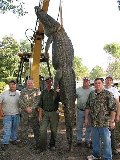 preston-gator-1 North Carolina Police Chief Harvests Giant Gator