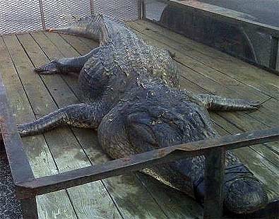preston-gator-2 SC Gator Weighing 1,060 Pounds And Measuring 13 Feet, 2 Inches