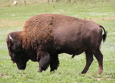 Custer State Park To Hold Annual Bison Auction