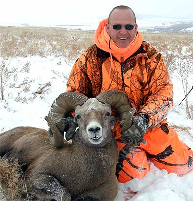 a 9 year old bighorn sheep