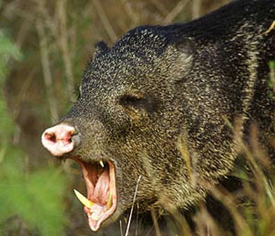 Leftover Javelina Hunting Tags Available