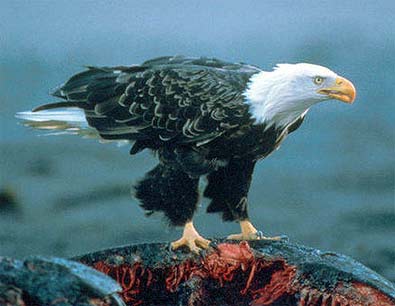 Delaware Bald Eagles