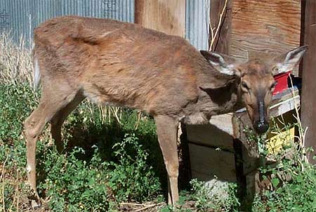 Chronic Wasting Disease In Deer