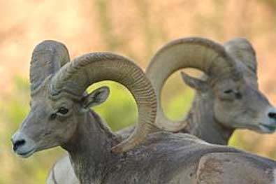 bighorn sheep