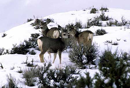 Antlerless-Deer-does You'll know by July 14 whether you drew a permit to hunt doe deer in Utah this fall. Photo by Ron Stewart
