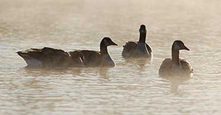 Goose Hunting