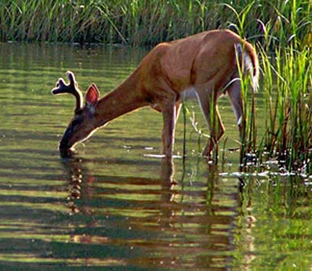 Wisconsin Deer