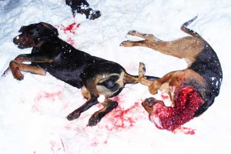 dogs-killed-by-wolves.jpg