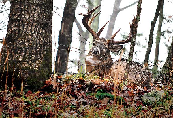 Monster-Bedded-Buck Monster Bedded Buck