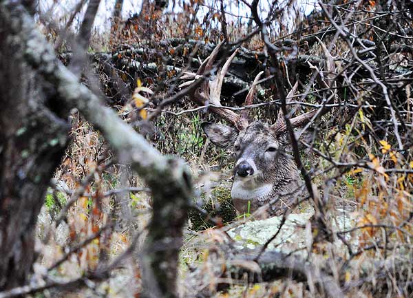 Whitetail-Hunters-Heaven Whitetail Hunters Heaven