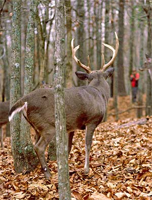 buck deer hunting