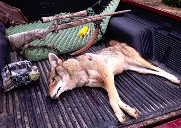 Coyote Hunting