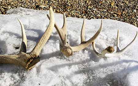 Seized Antlers up for Bid at Auction Proceeds Support Anti-Poaching Efforts