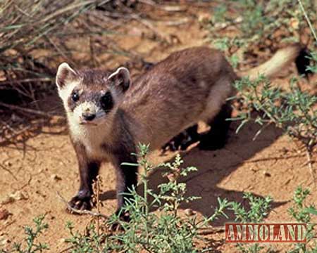 Arizona Ferret Spotlighting