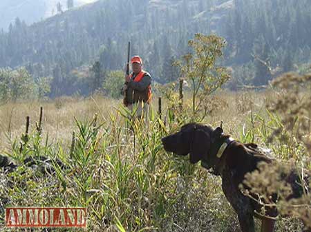bird-dog-wing-shooting bird dog wing shooting