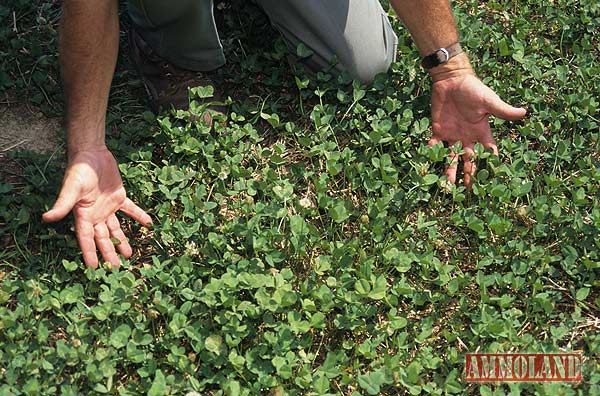 Food plots should offer deer nutritious food every month of the year.