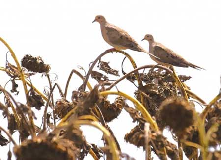 Doves perch on sunflowers in this photograph by Chris Young.