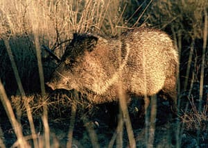 Arizona Javelina Hunts