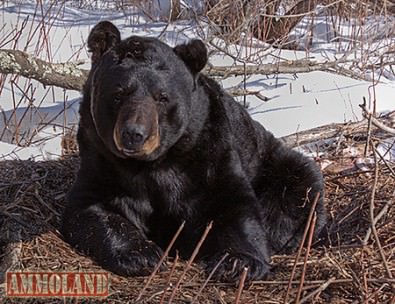 Wisconsin Black Bear