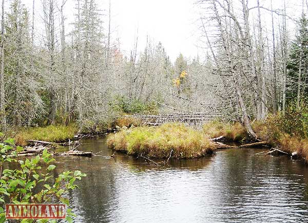 Pigeon River Country State Forest