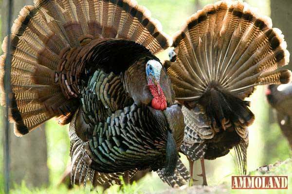 Wild Turkeys By Noppadol Paothong