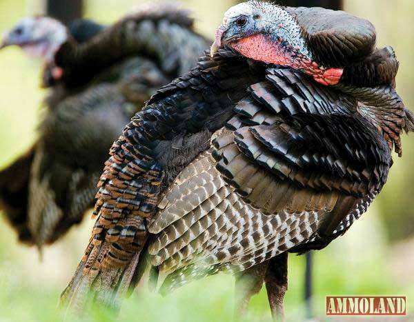 Wild Turkeys By Noppadol Paothong