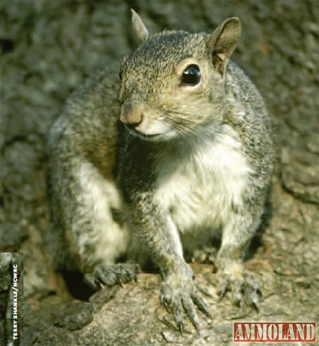 Grey Squirrel