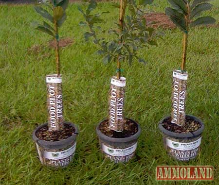 Realtree Nursery Food Plot Trees