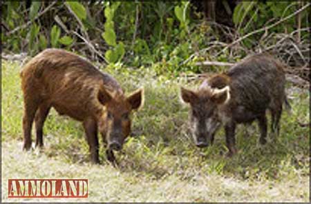 Feral Hogs