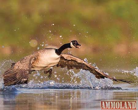 Richard Curtins Canada goose photo