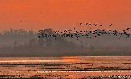 Lacassine National Wildlife Refuge