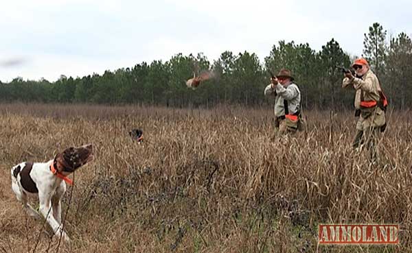 Benelli On Assignment - Georgia Quail