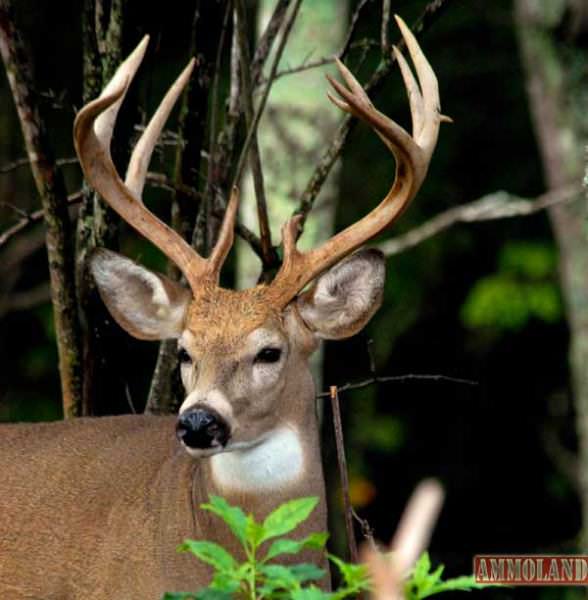 Ten Point Buck - IMG John E Phillips