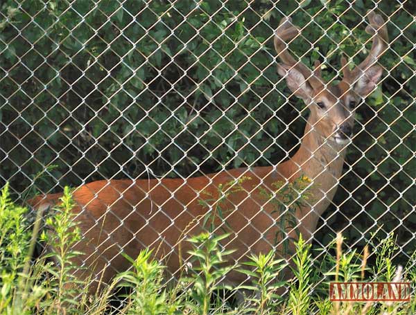 Hi Fence Whitetail Buck