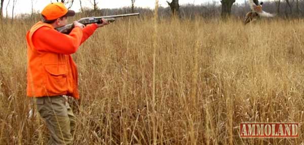 Pheasant Hunting