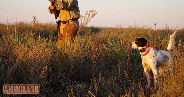Hunting Dog Hunting Dog