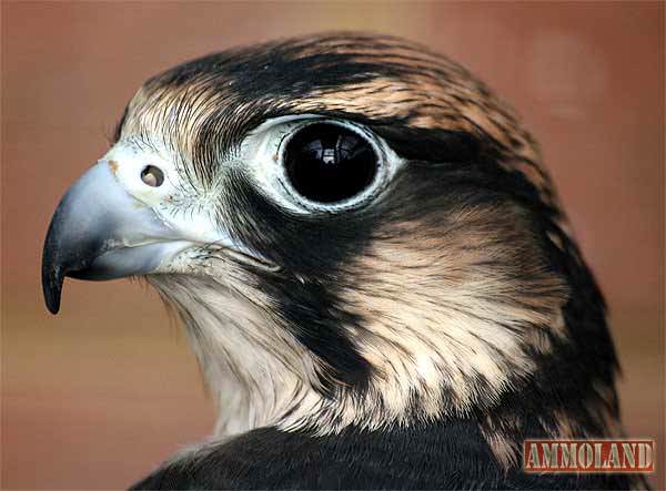 Peregrine Falcon