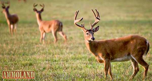 Pennsylvania Whitetail Deer