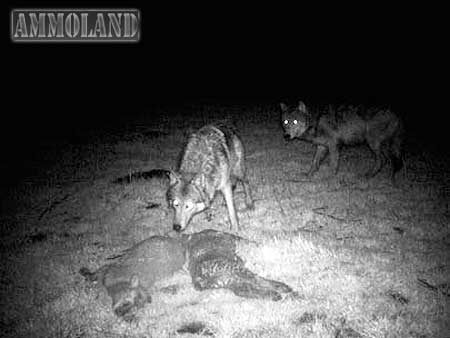 Photo provided by the Oregon Department of Fish and Wildlife shows two wolves standing near the bodies of 2 dead lambs in Baker County, Ore.