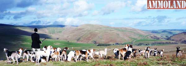 Fox Hound Hunting Fox Hound Hunting