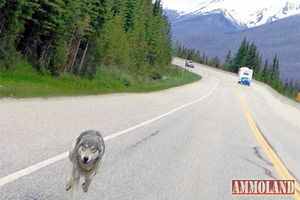 Giant Wolf Chases Motorcycle