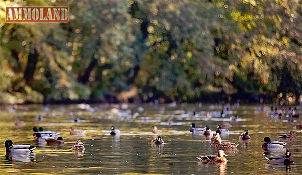 Mallard Ducks