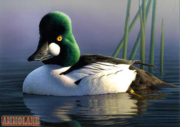 Common Goldeneye By Robert Steiner Common Goldeneye By Robert Steiner