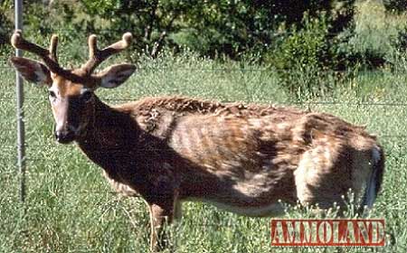 Chronic Wasting Disease