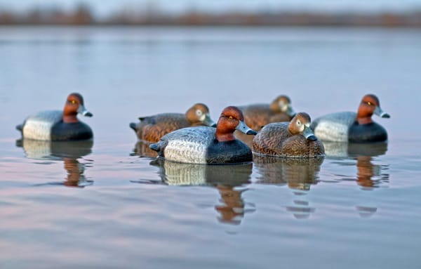 Floating Redhead Decoys From Final Approach