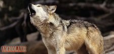 Wolf Management