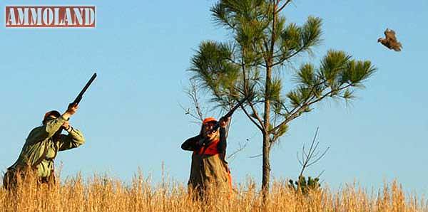 QUAIL HUNTING